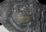 Detailed Hollardops Trilobite #36595-2